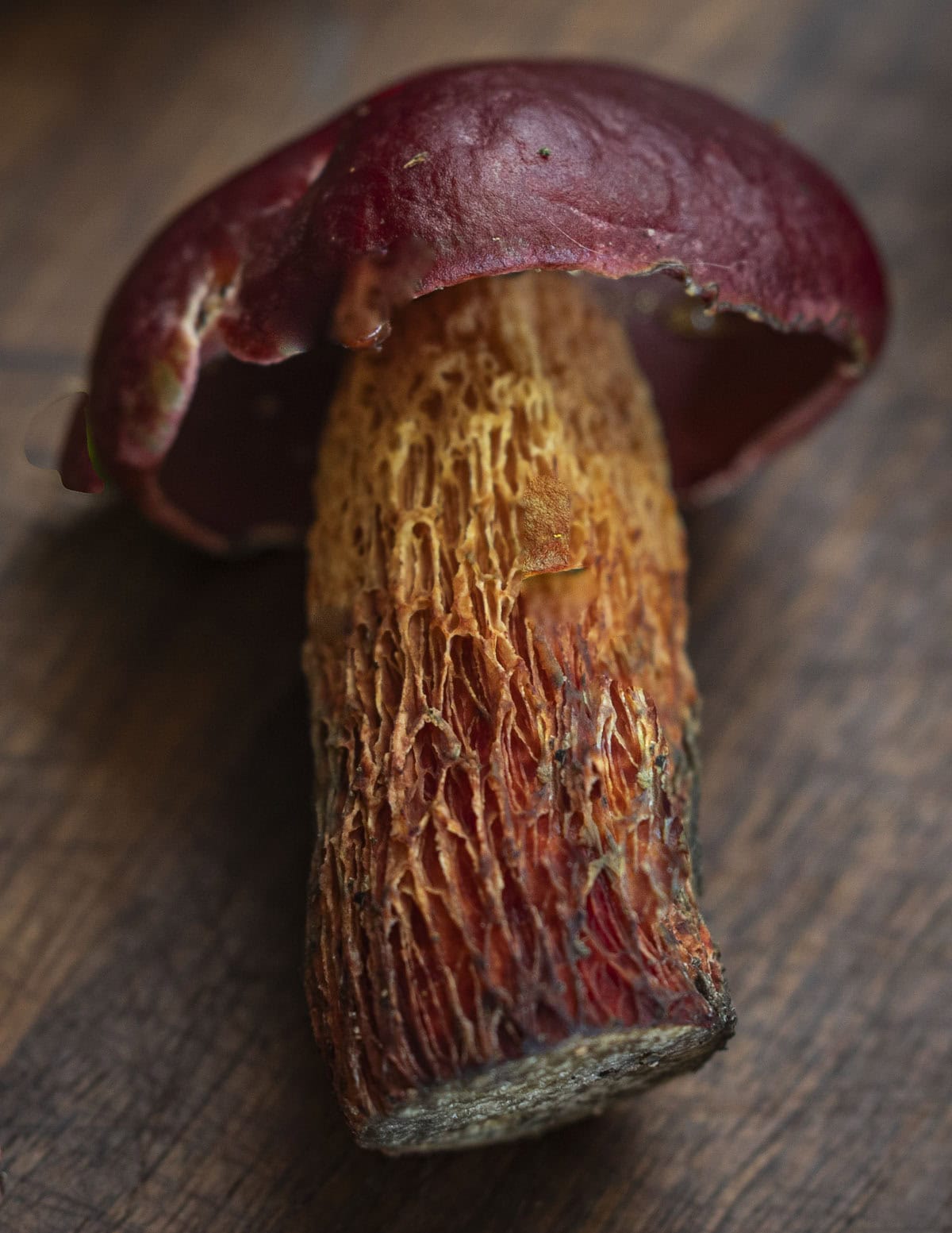 Butyriboletus frostii or frost's bolete mushroom showing yellow coloration on the stem and blue staining when cut. 