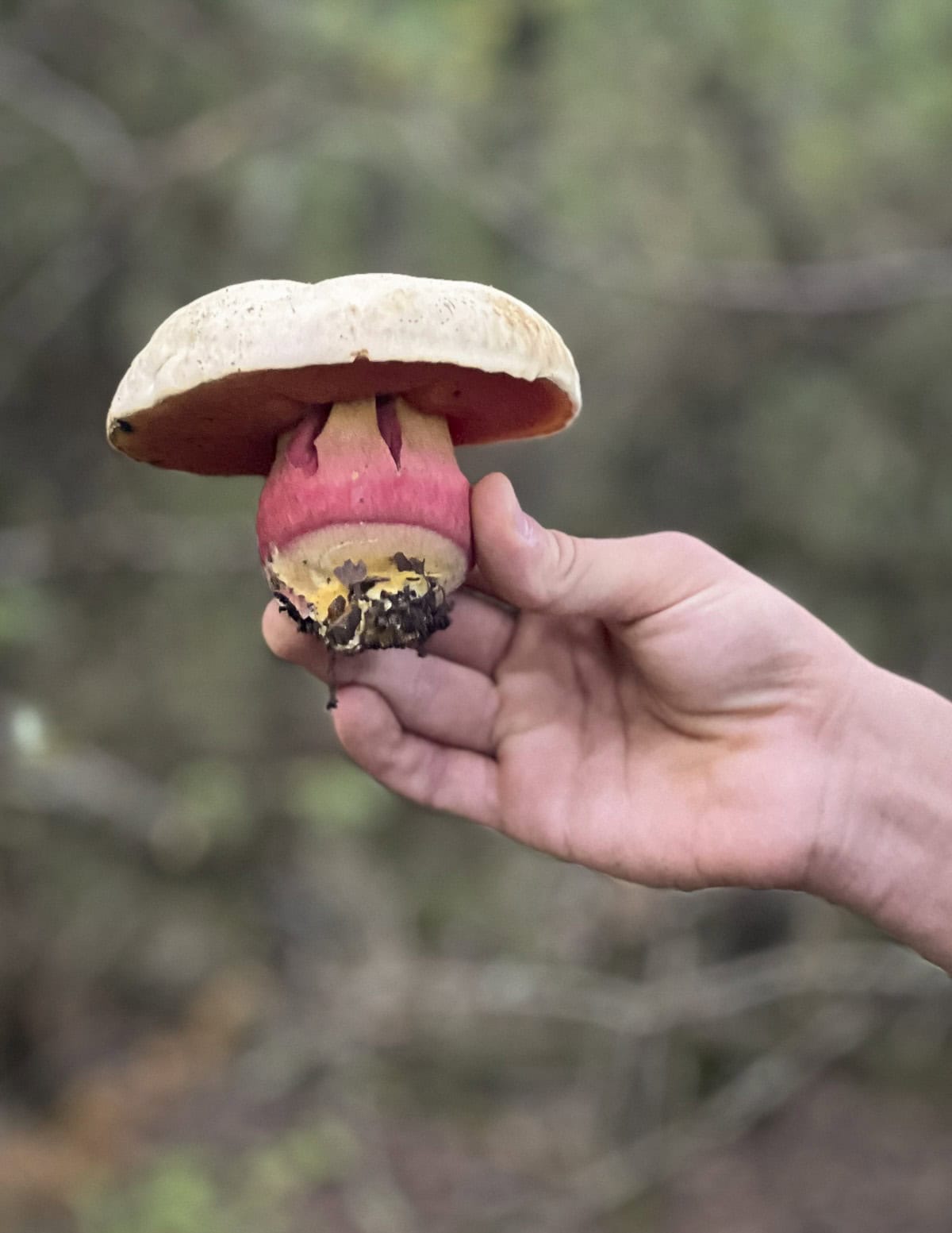 A hand holding Boletus satanus mushrooms picked in Italy. 
