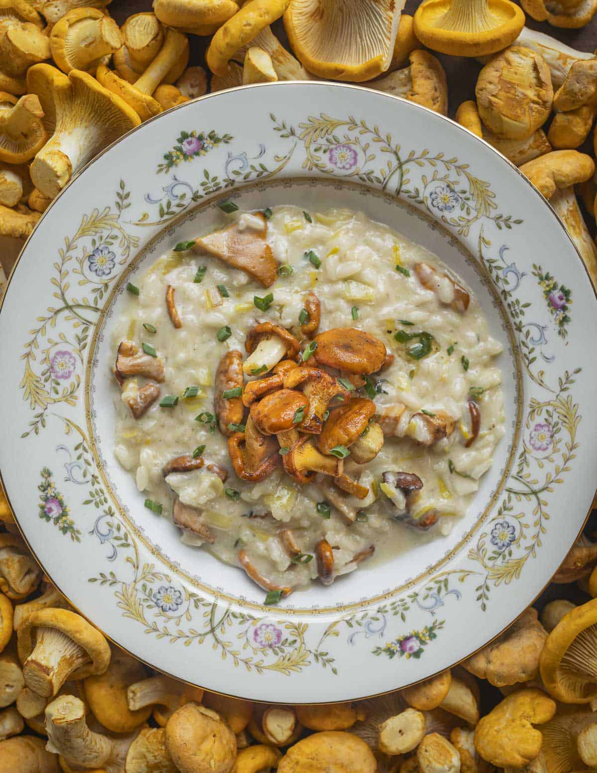 A finished bowl  of chanterelle mushroom risotto garnished with sauteed chanterelles and chives in a bowl surrounded by fresh chanterelle mushrooms. 