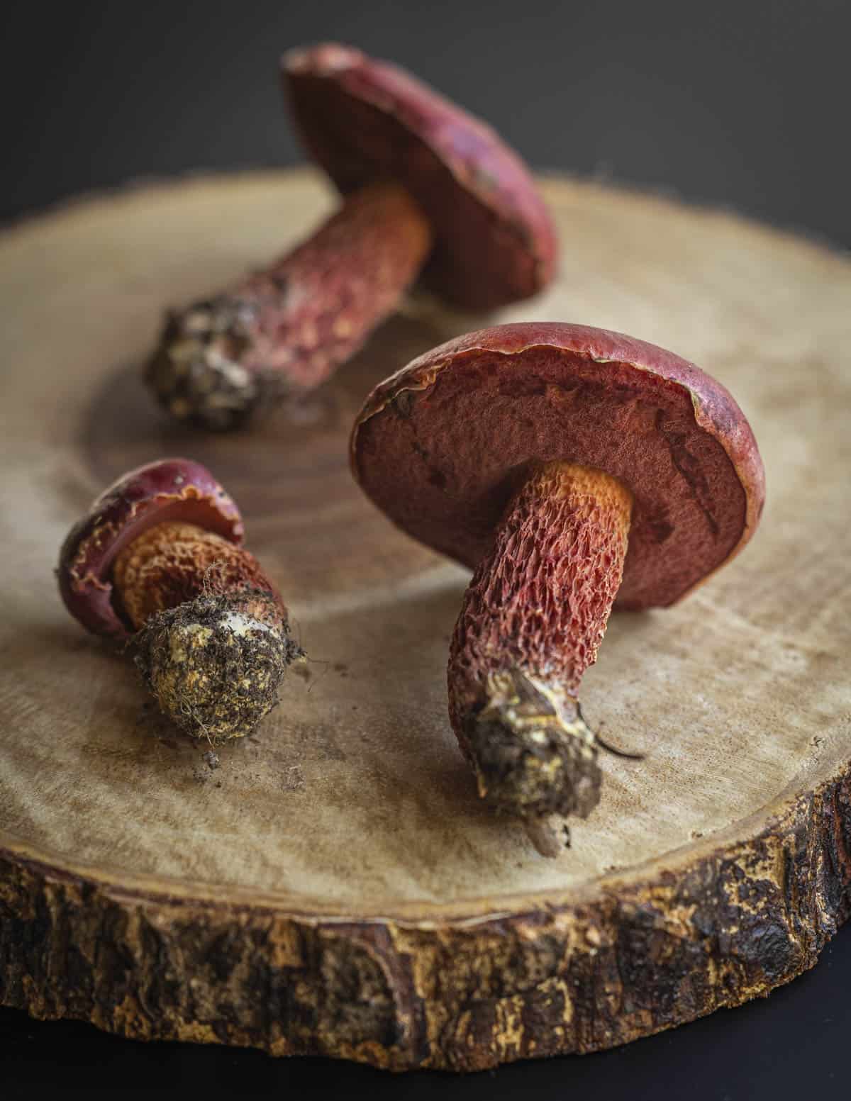 Butyriboletus frostii or frost's bolete on a slice of wood with the stems left whole to show the complete mushroom. 