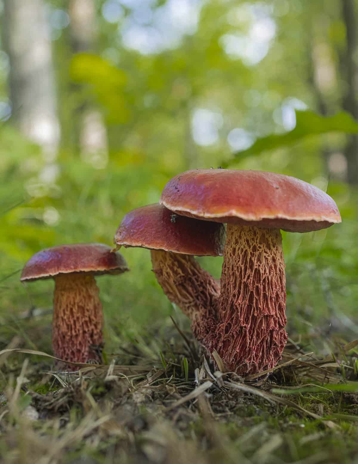 A group of young Butyriboletus frostii or frost's bolete mushrooms growing near red oak trees. 