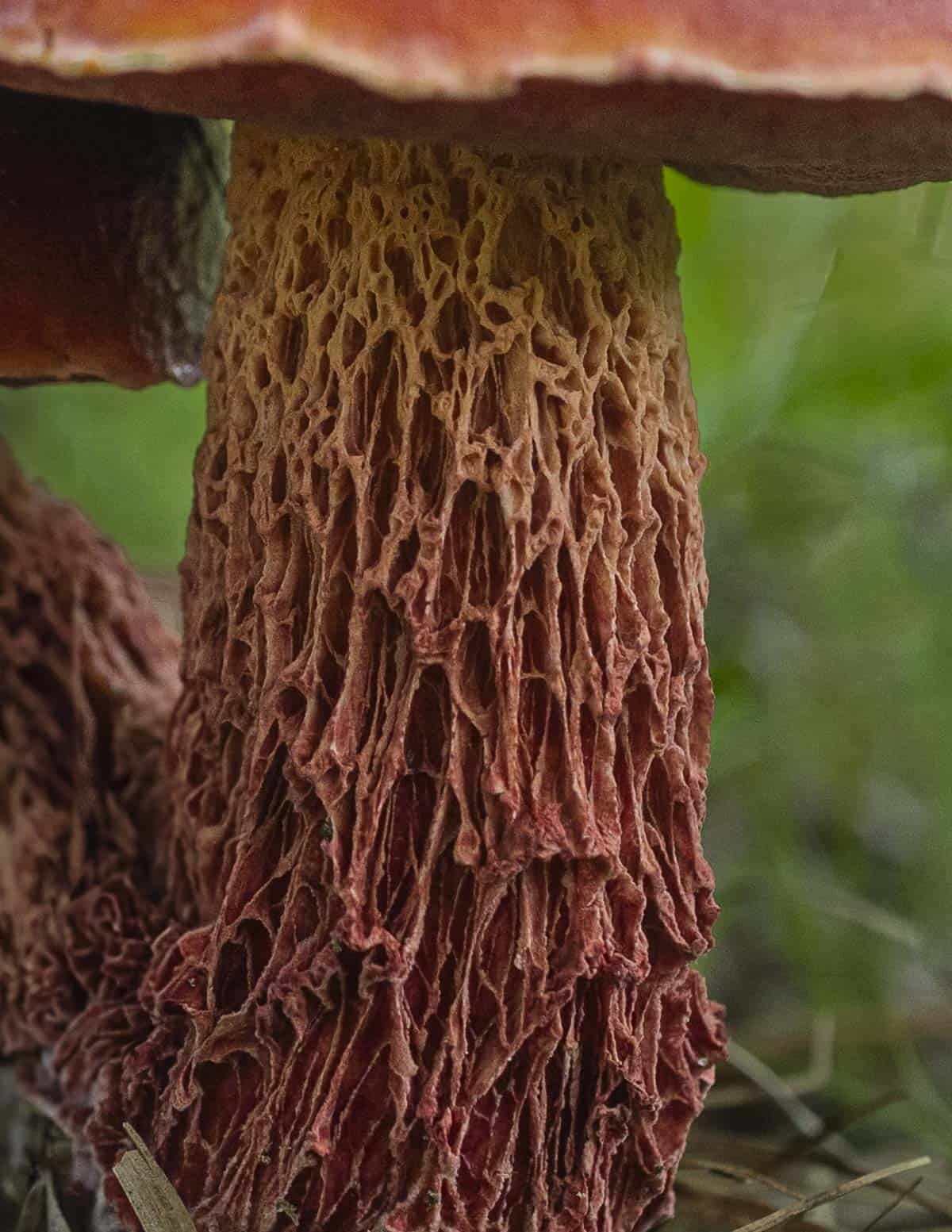 A close up image of Frost bolete mushroom stem showing the shaggy, rough reticulation. 