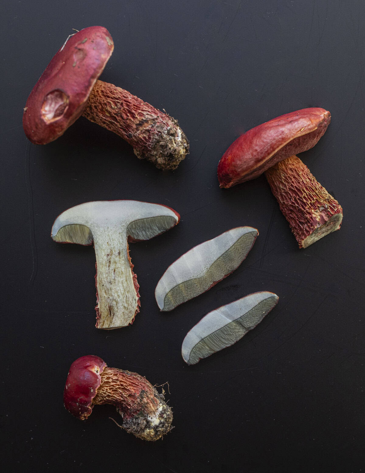 Frost bolete mushrooms showing blue staining when cut. 