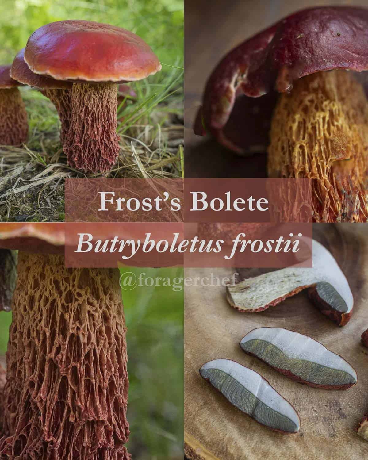 An infographic featuring 4 images of Frost bolete mushroom (Butryboletus frostii) illustrating different identification characteristics. 