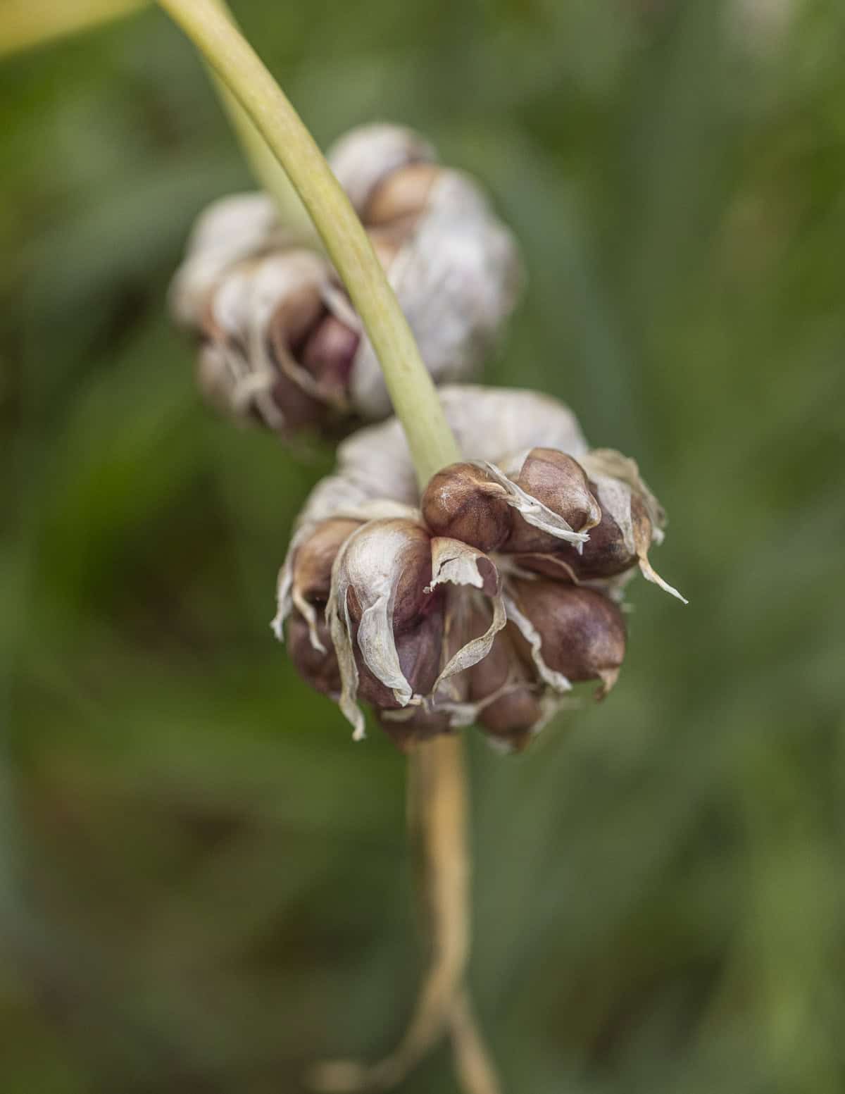 Garlic bulbils growing from a garlic scape.