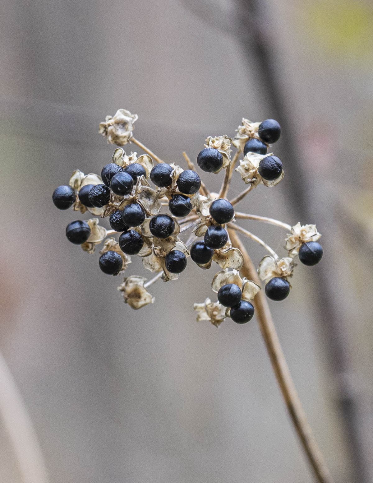 Wild leeks seeds on a plant ready for harvesting.