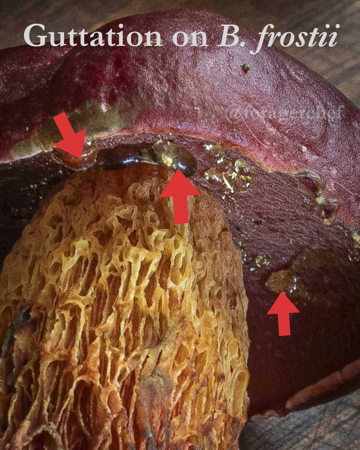 An infographic showing a close up shot of the guttation on the pores of B. frostii. 