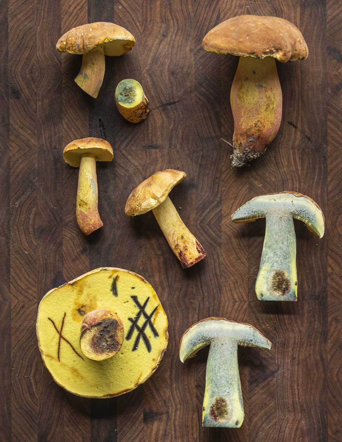 Lanmoa carmanipes mushrooms showing blue staining when cut, blue staining of the pores, and young and old mushrooms. 