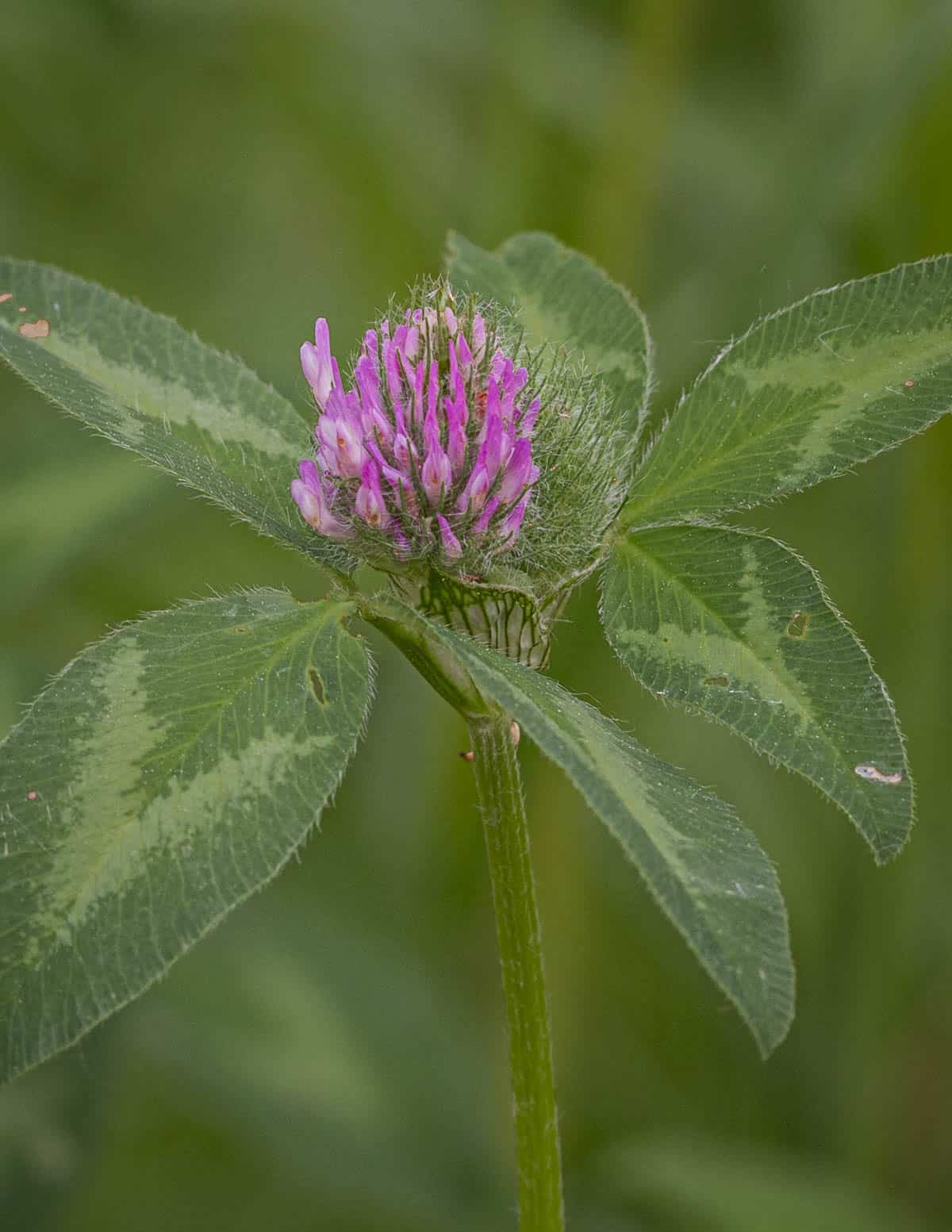A close up image of Trifolium pratense or red clover in bloom. 