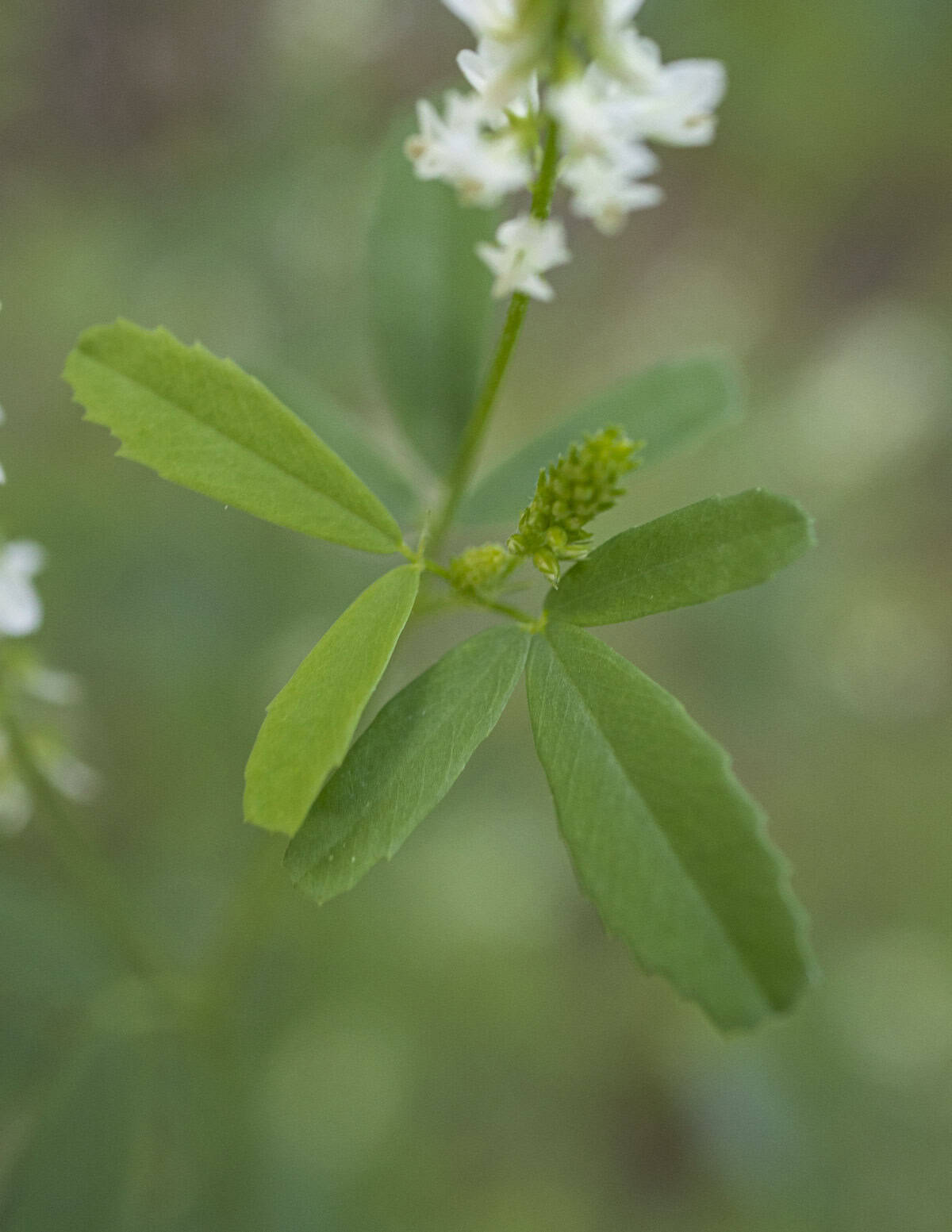 A close up image of a white clover leaflet. 