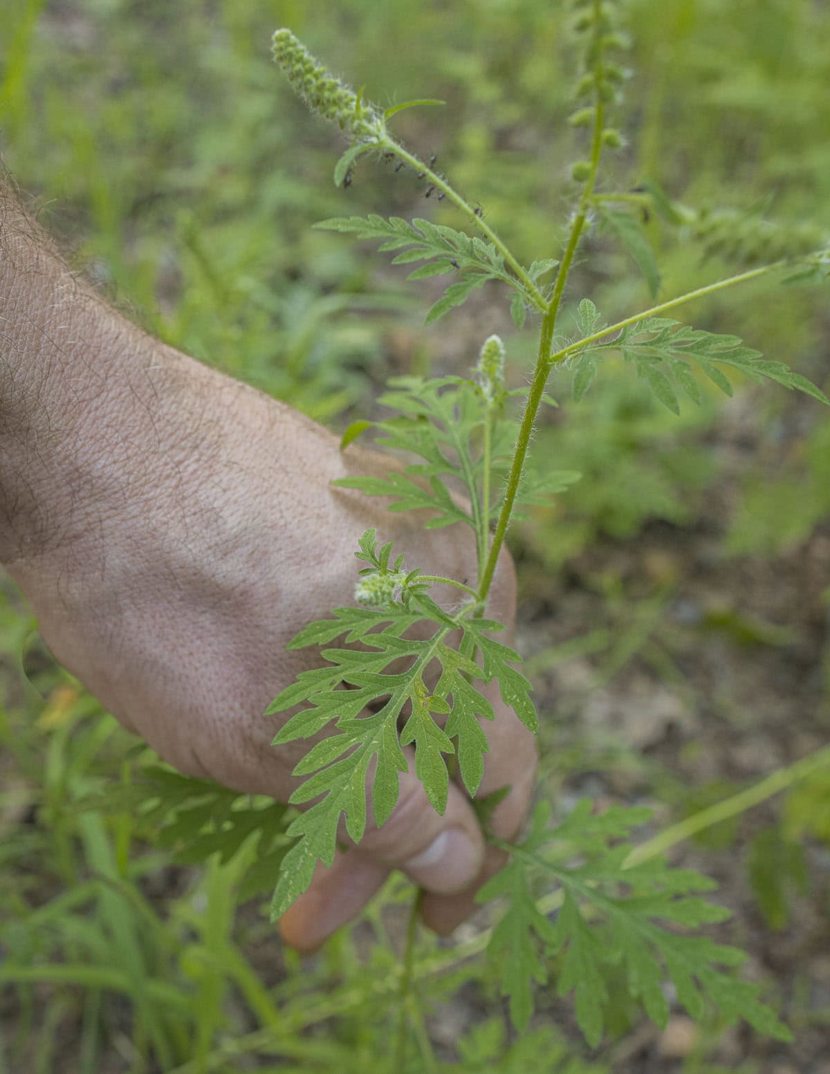 A hand holding the leaves of common ragweed for identification. 