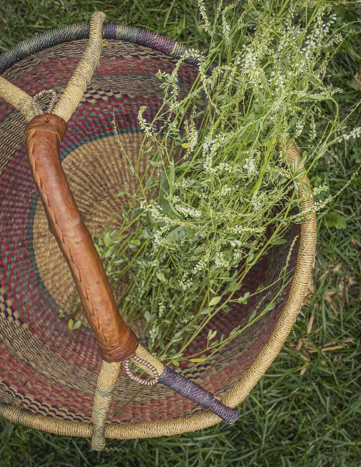 A basket of cut fresh sweet clover ready to dry. 