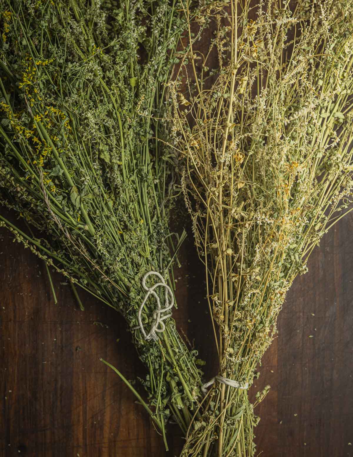 Two bundles of dried clover showing that one is discolored and  improperly dried, while the other is light green and properly dried. 