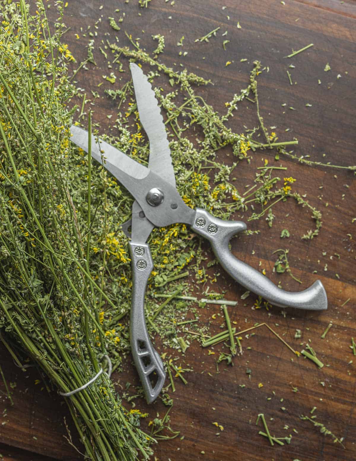 Cutting up dried sweet clover with a kitchen shears. 