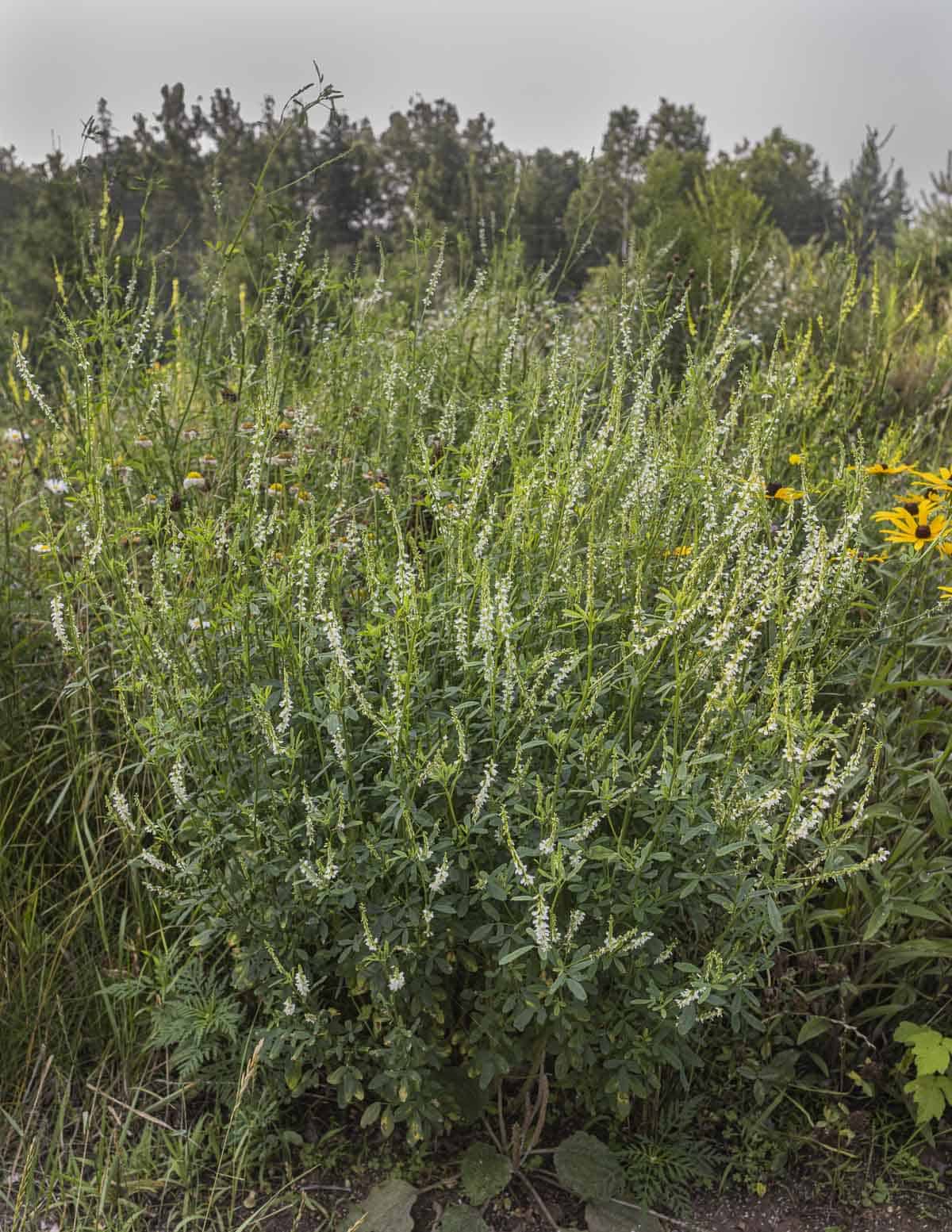 A large bush of white sweet clover in bloom near Duluth MN. 