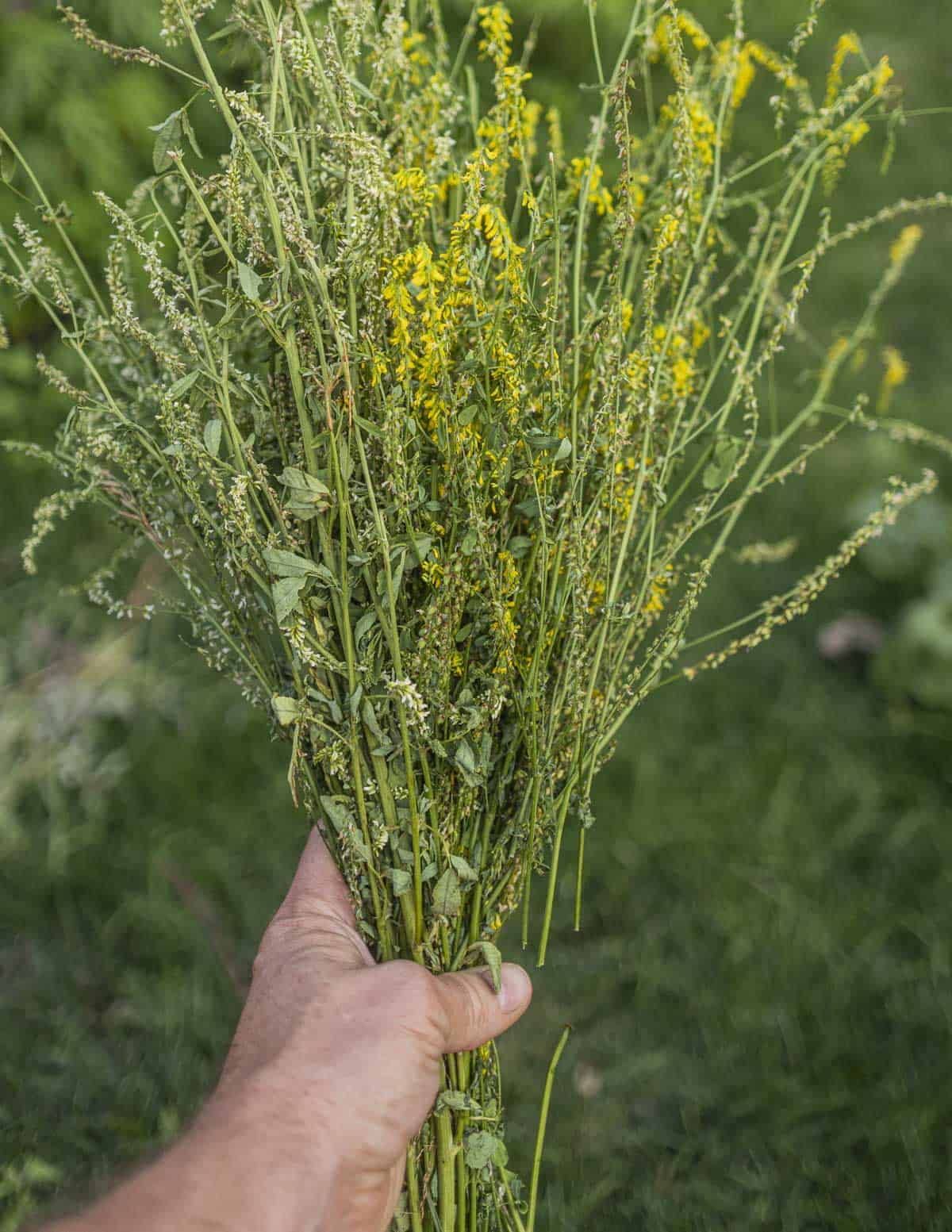 A hand holding a bundle of fresh yellow sweet clover and white sweet clover. 