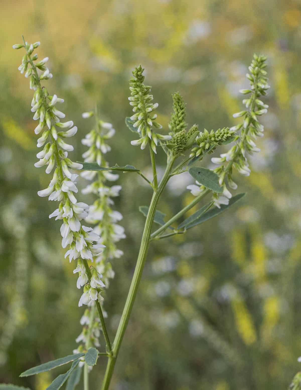 Melilotus albus showing flowers and flower buds with yellow sweet clover in the background.