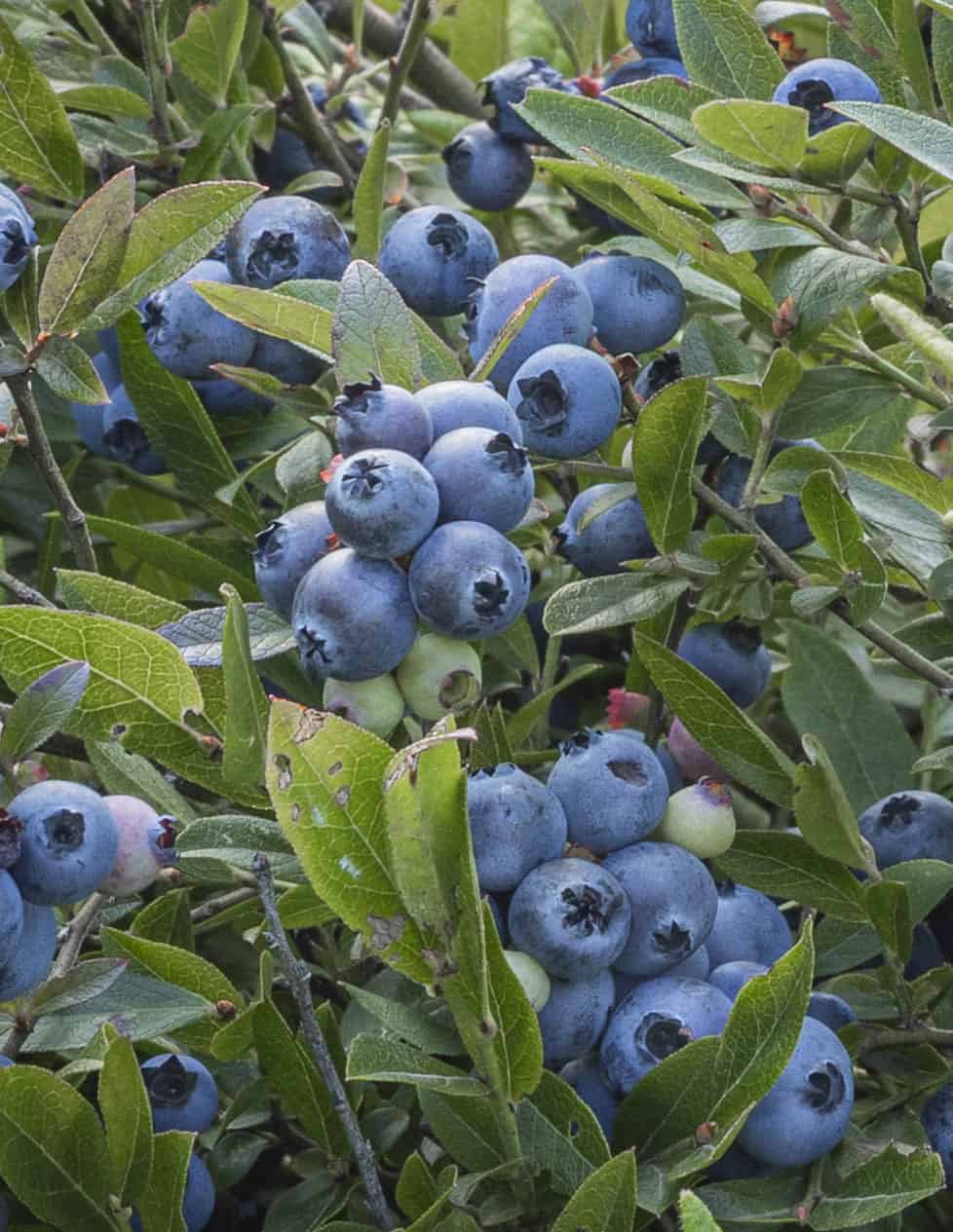 Wild low bush blueberries growing outside ready to pick.
