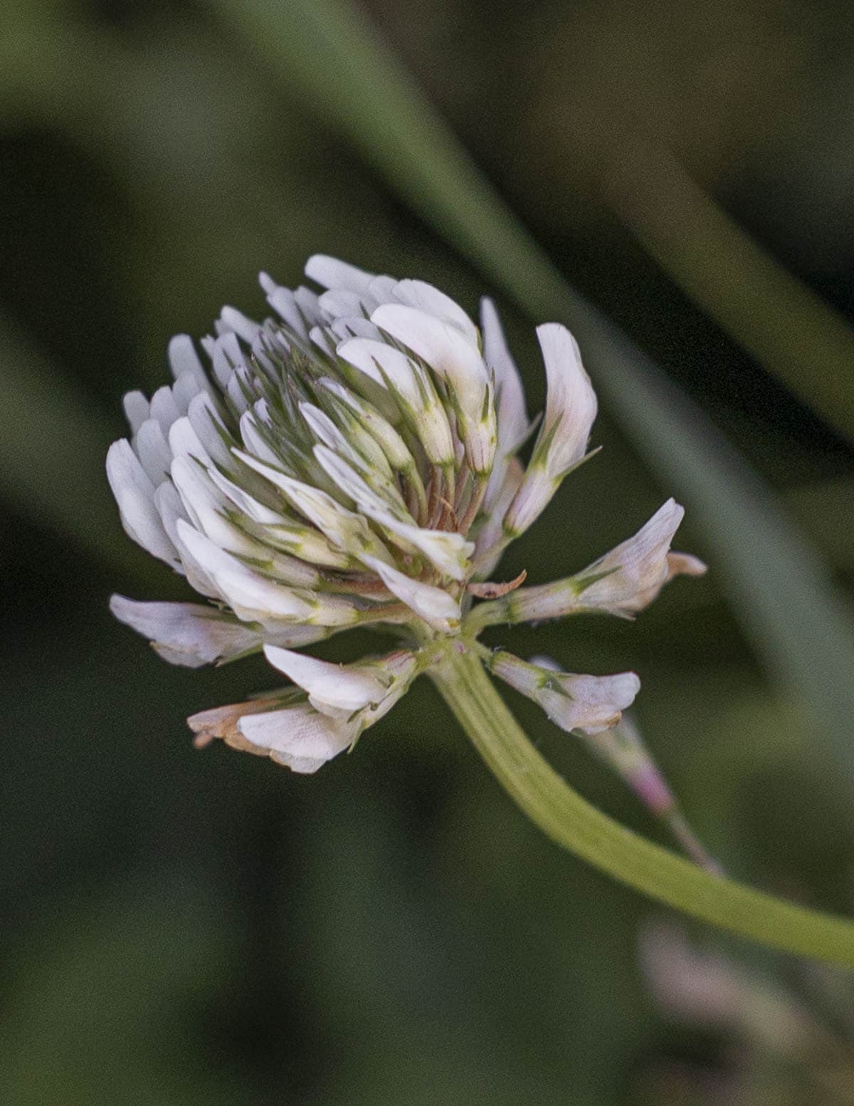 A close up image of fresh white clover flowers (Trifolium repens). 
