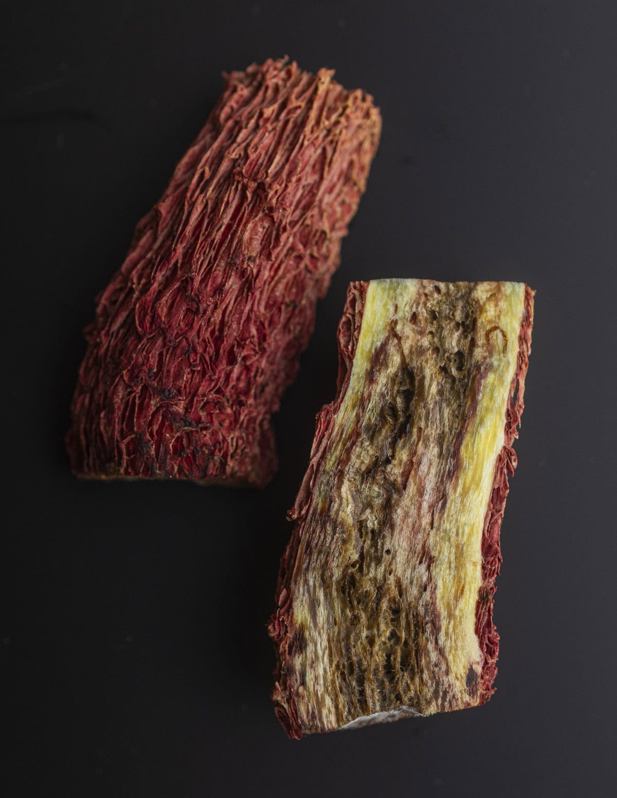 A close up image of the stem of Butryboletus frostii showing yellow inner flesh damaged by insects. 
