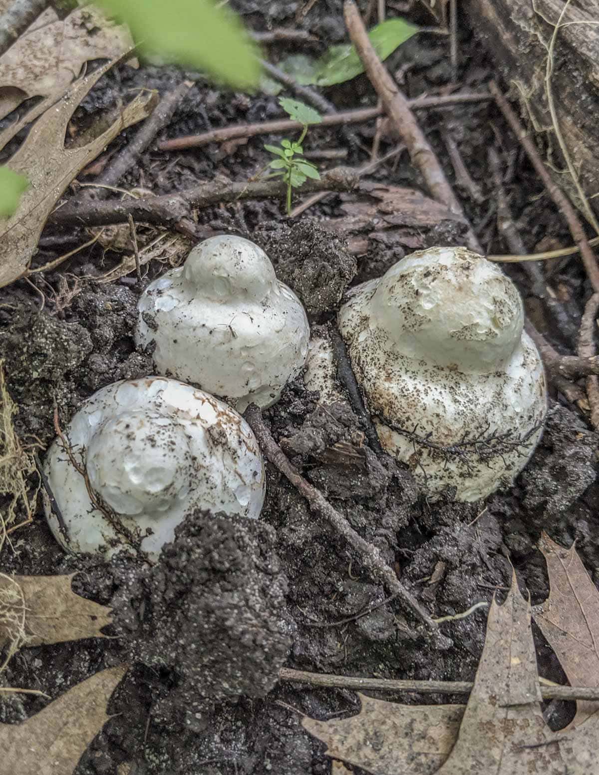 Young Amanita bisporigeria buttons growing in the woods. 