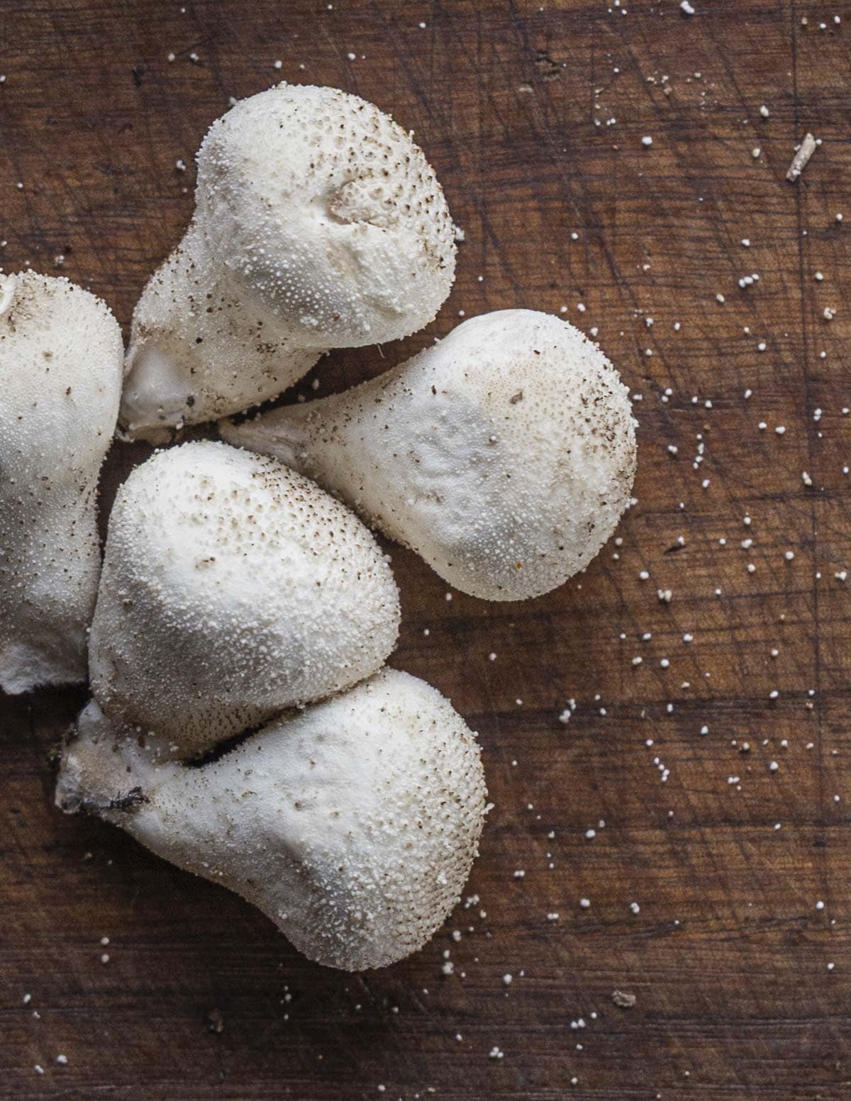 Lycoperdon perlatum or gem-studded puffballs showing the small spines sluffing off from the mushrooms after being handled. 