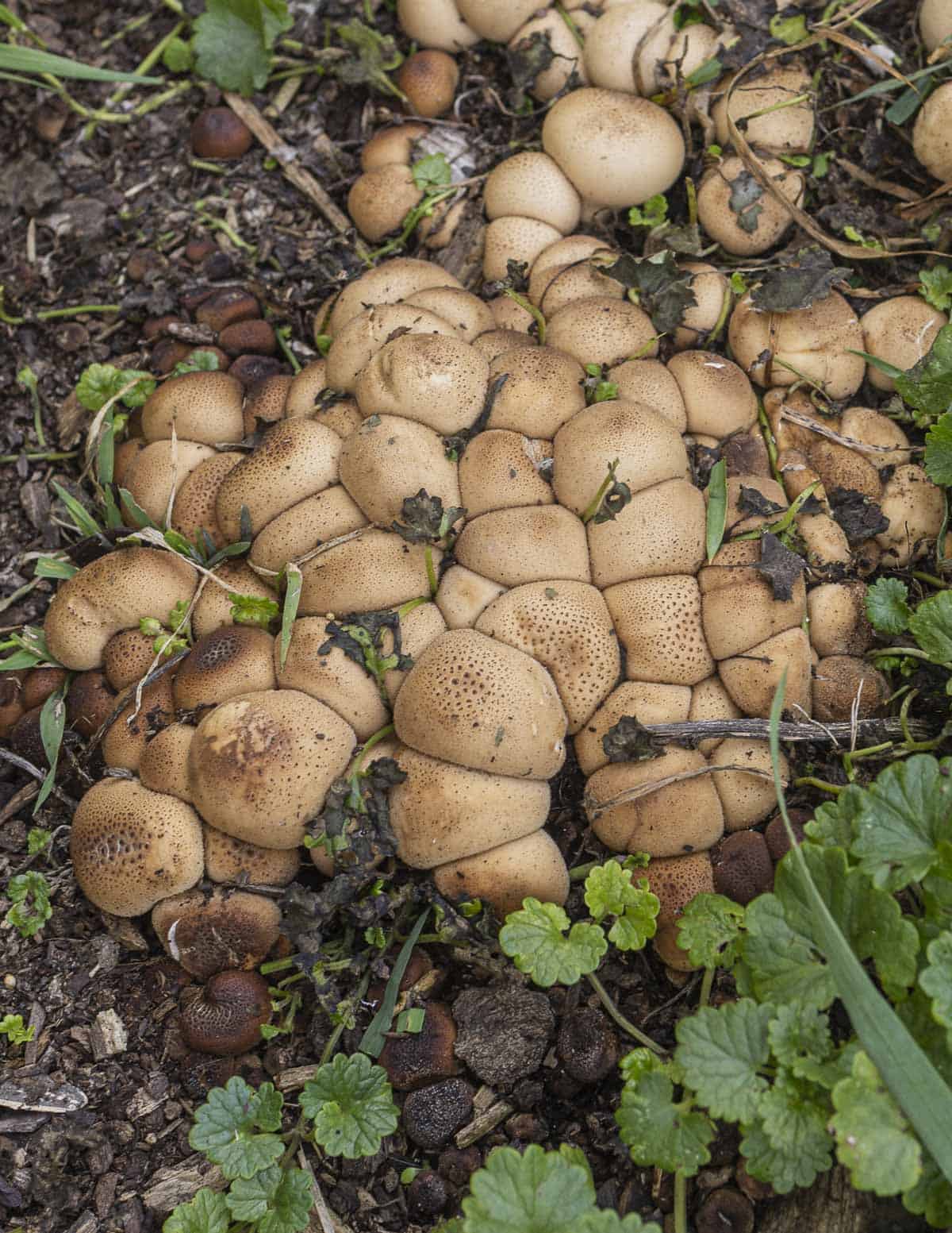 A large brown cluster of A. pyriforme growing on a pile of wood chips surrounded by creeping charlie.