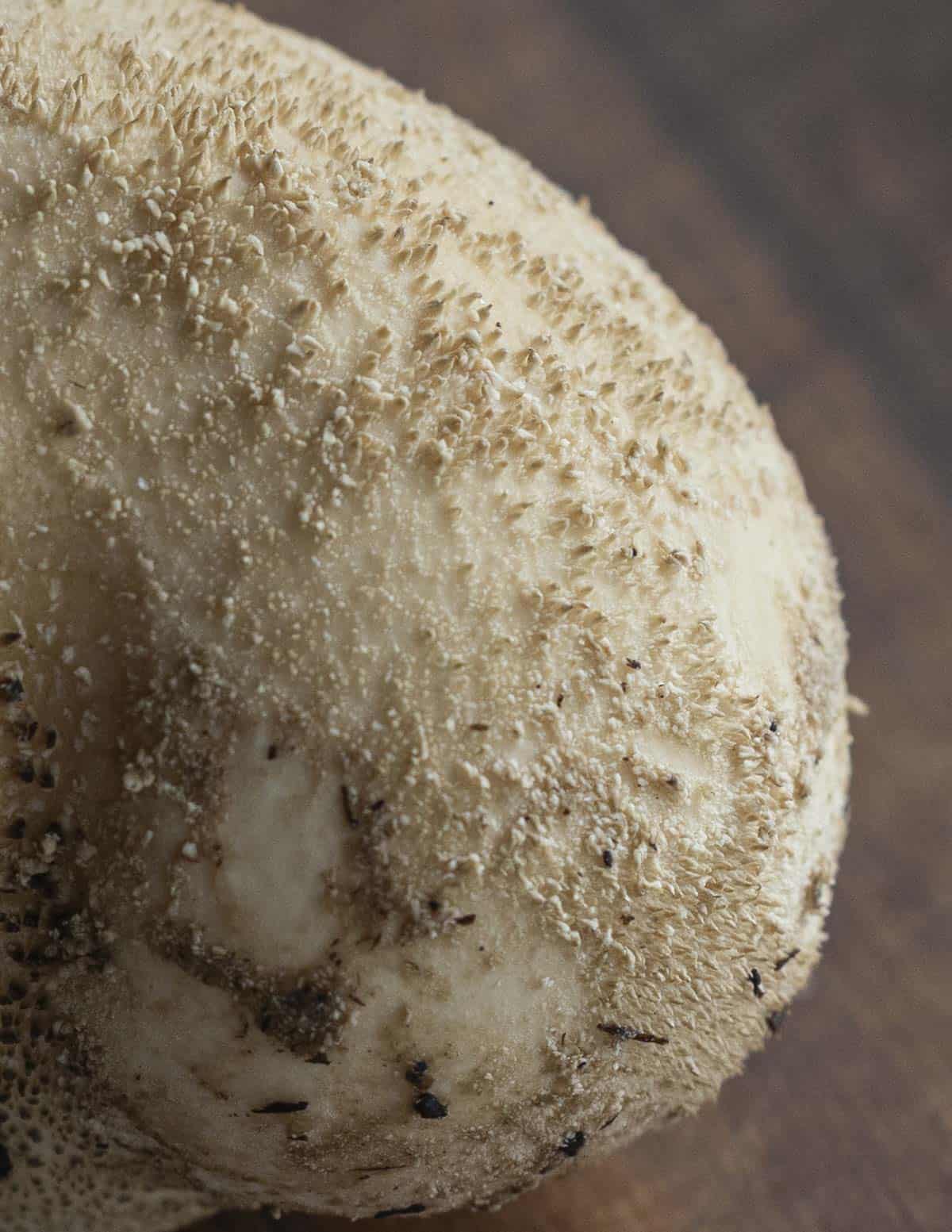 A. pyriforme cap showing small spines that have sluffed off and broken from handling. 