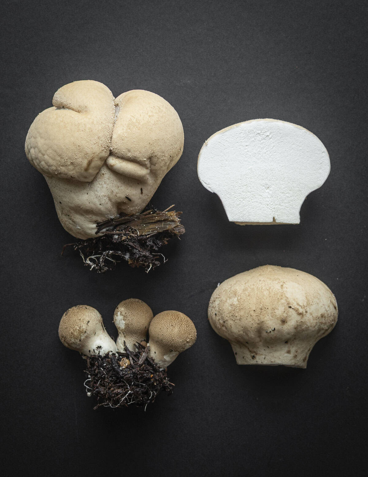 Very large Apioperdon pyriforme mushrooms cut in half, whole, with young and old mushrooms on a black background for identification purposes. 