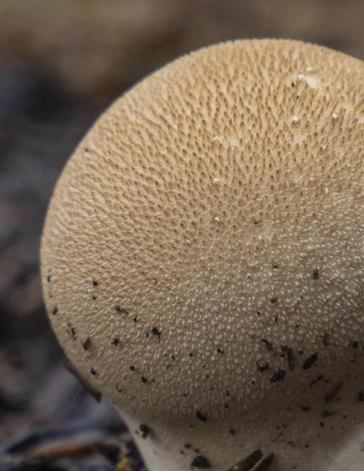 A close up image of the cap of a large Apioperdon pyriforme puffball mushroom showing the cap is covered with delicate brown spines. 
