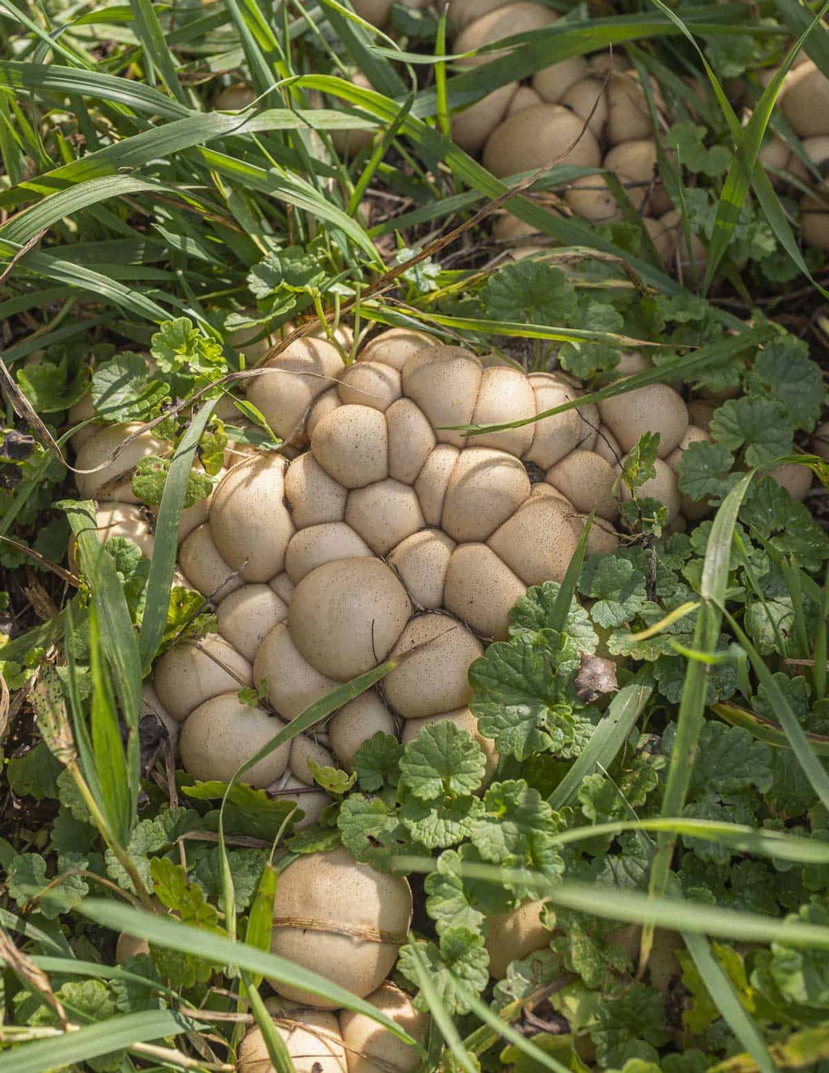 A perfect cluster of edible brown puffball mushrooms or Apioperdon pyriforme growing in a pile of wood chips. 