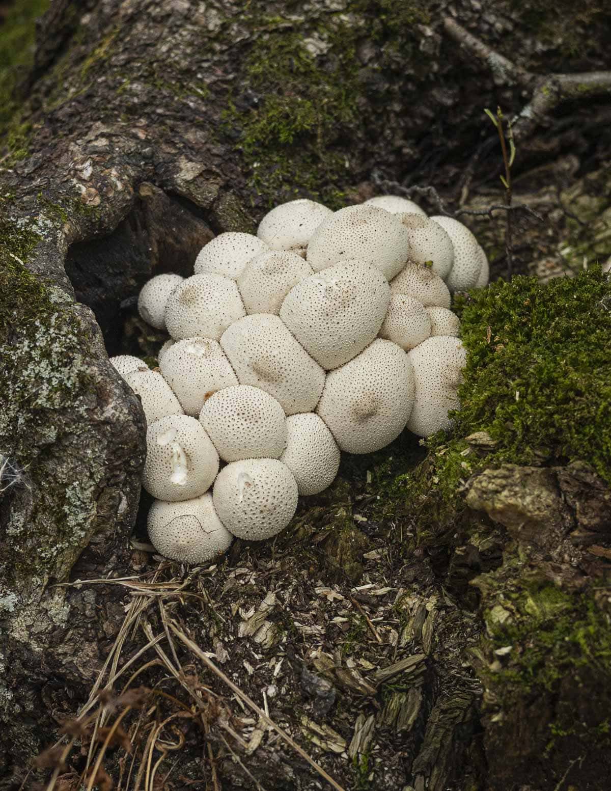 A young cluster of gem-studded puffball mushrooms or Lycoperdon perlatum growing on an oak tree in September. 