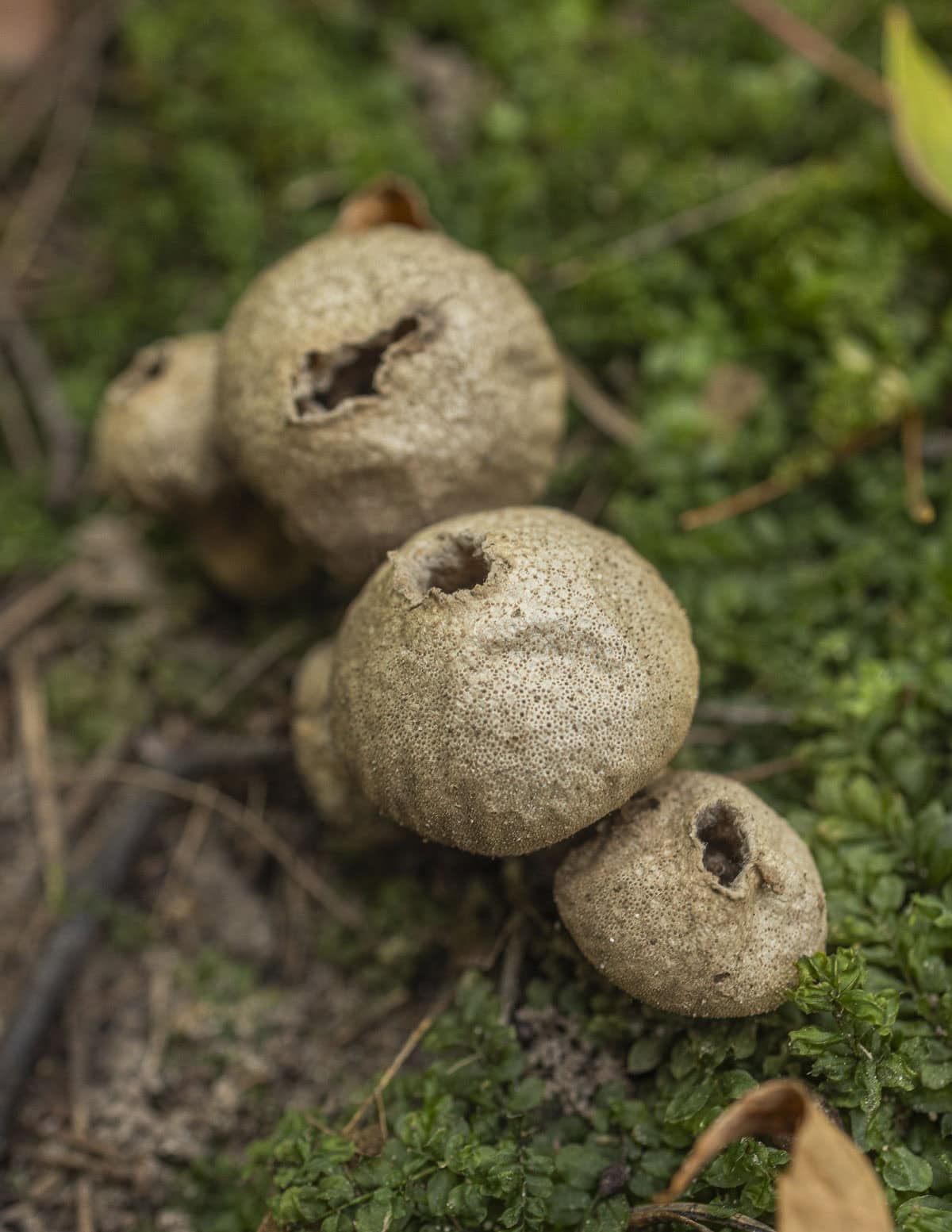 Mature A. pyriforme showing the hole at the top of the mushroom showing it's past prime and has released its spores. 