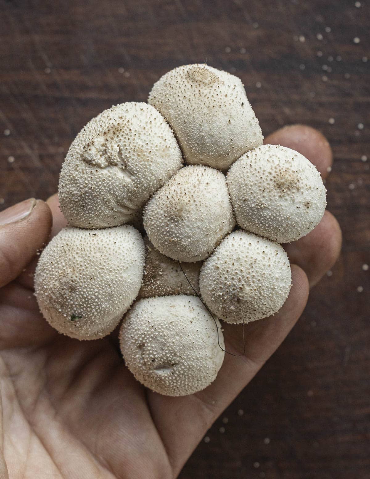 A hand holding small  edible common puffballs or Lycoperdon perlatum. 