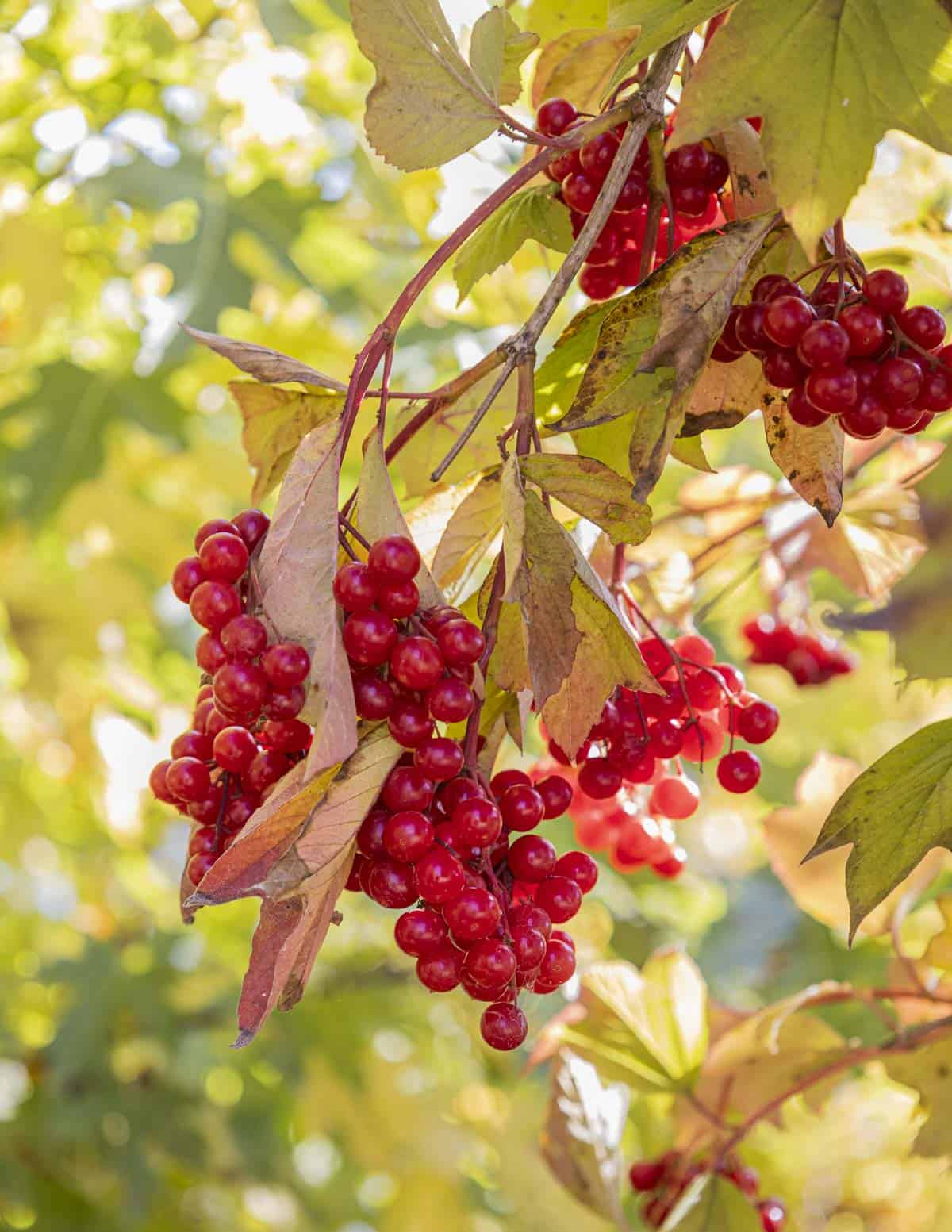 Clusters of ripe native highbush cranberries (Viburnum trilobum) growing on the plant in the fall in Wisconsin.