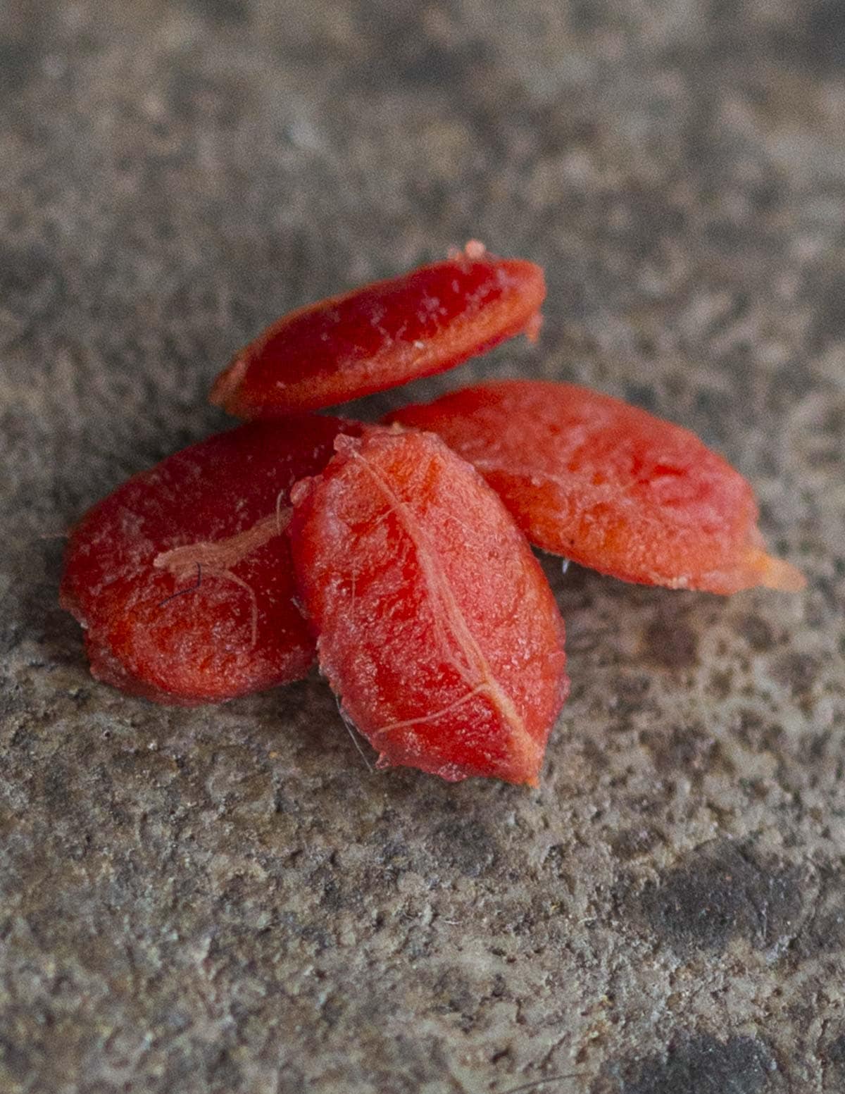 Highbush cranberry seeds showing their flat structure. 