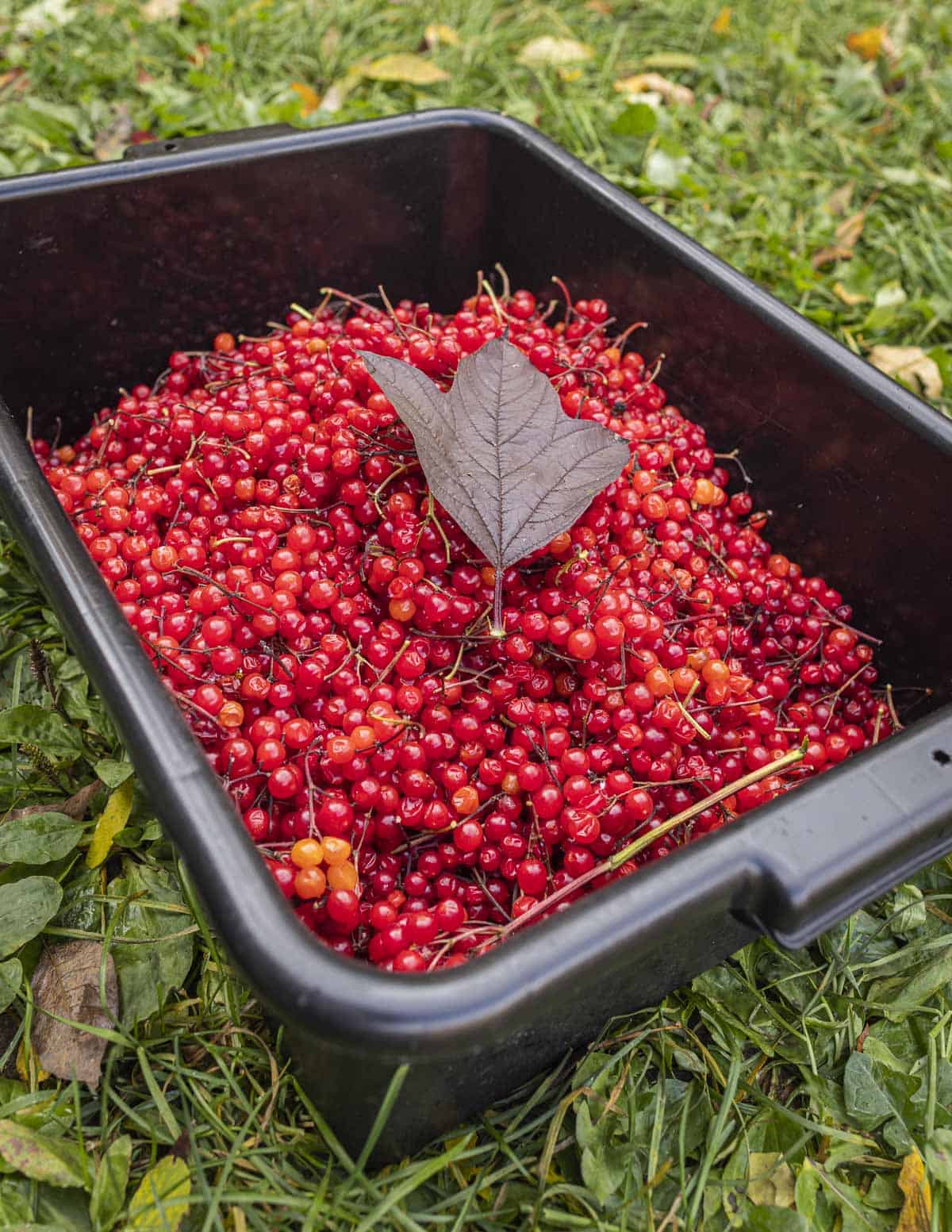 A large black bus tub filled with native highbush cranberry fruit showing a purple fall leaf on top. 