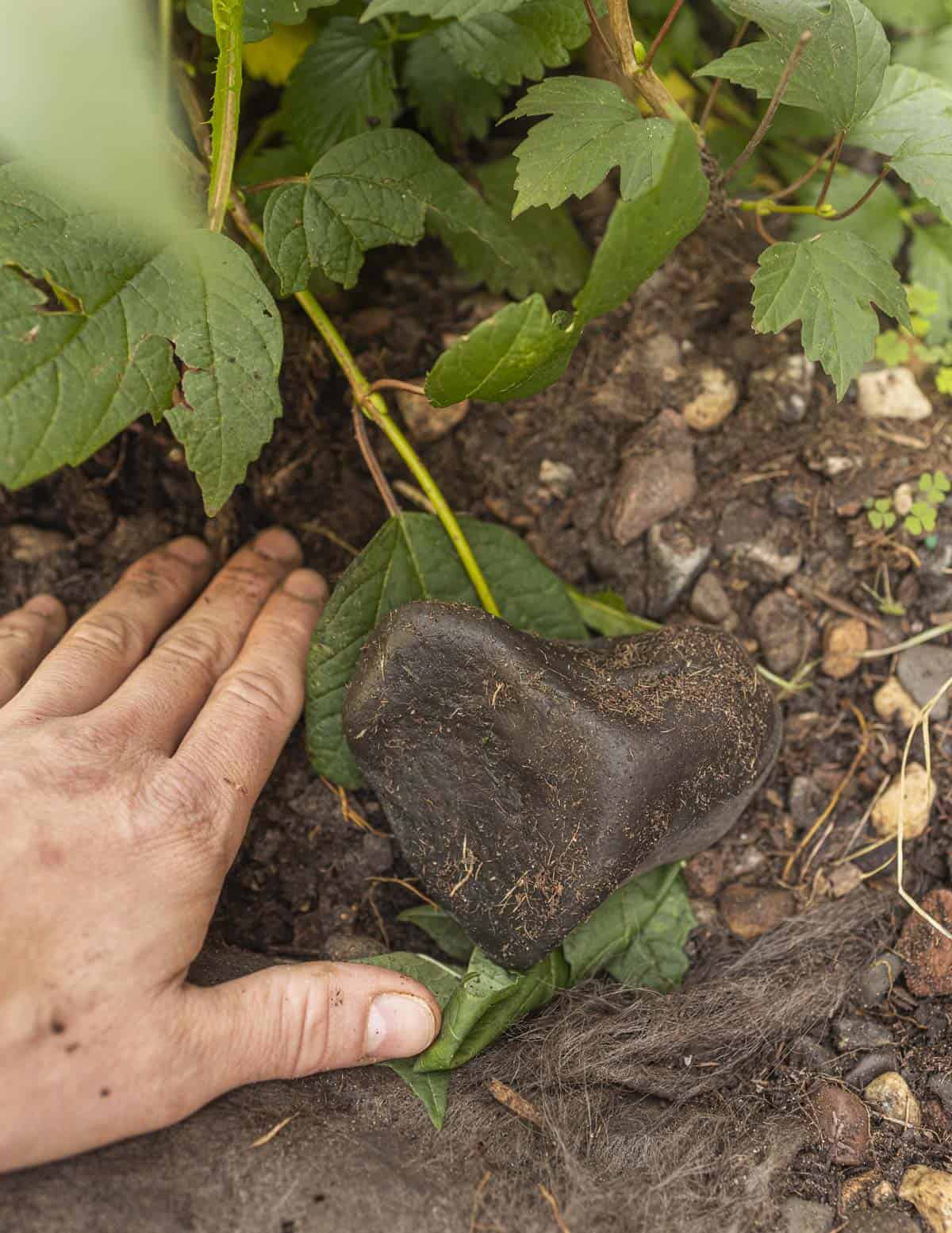 Placing a rock over a highbush cranberry branch to encourage it to root. 