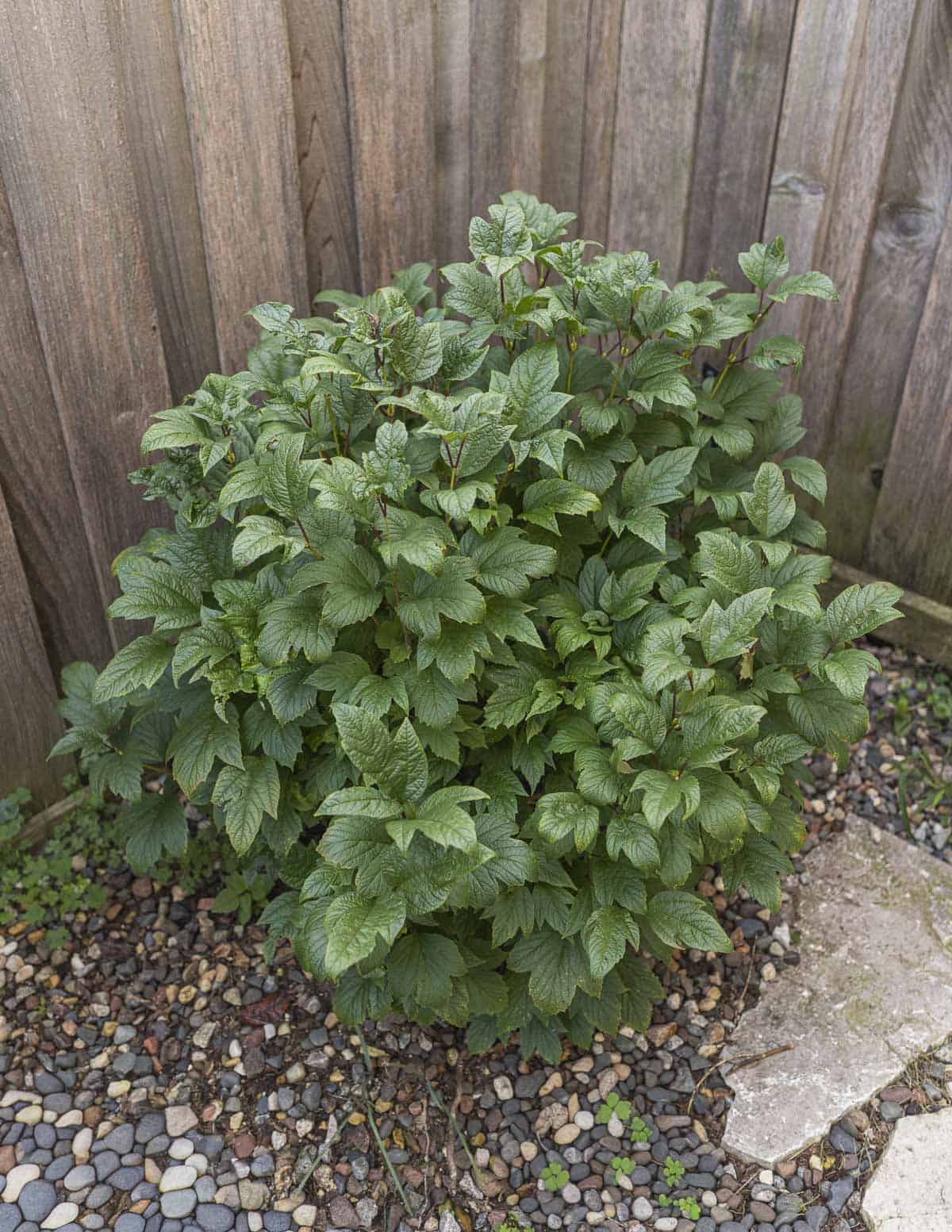 Compact cranberry bush (Viburnum trilobum) growing next to a fence in a yard. 