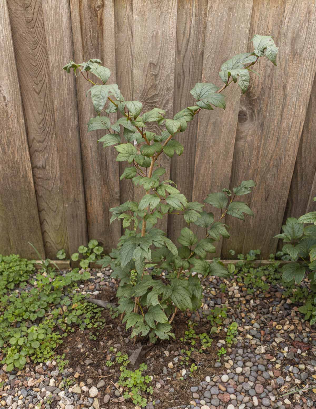A highbush cranberry (Viburnum trilobum cultivar) growing in a yard next to a fence. 
