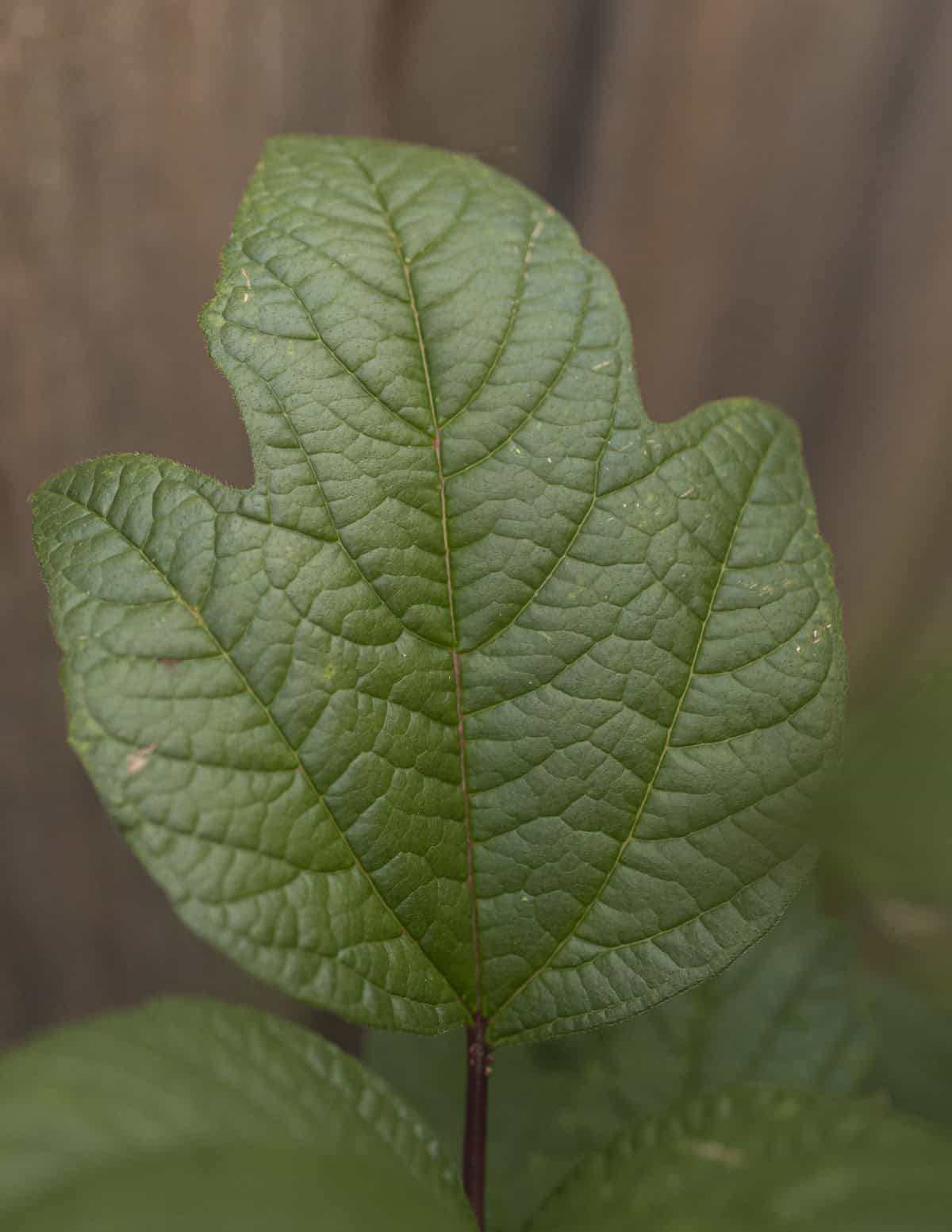 A close up image showing the palmate leaves of Viburnum trilobum, a native high bush cranberry. 