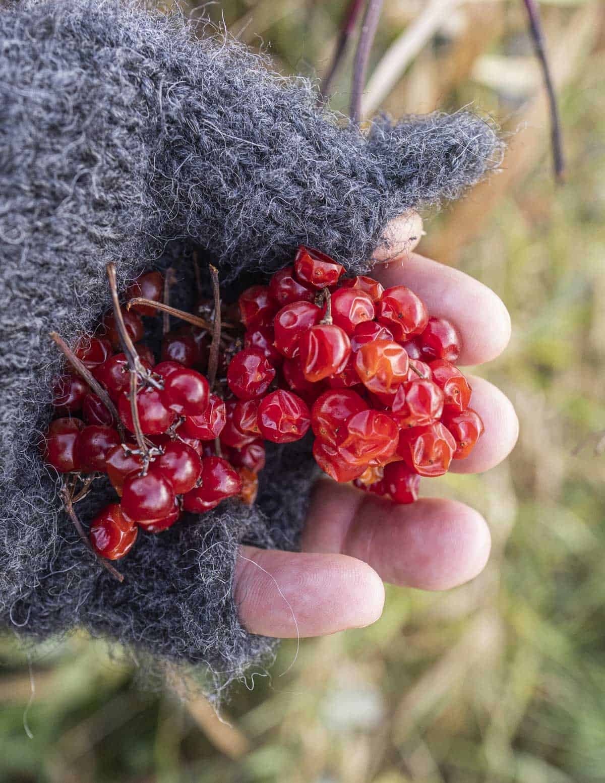 A gloved hand showing wrinkled and slightly dried high bush cranberry fruit. 