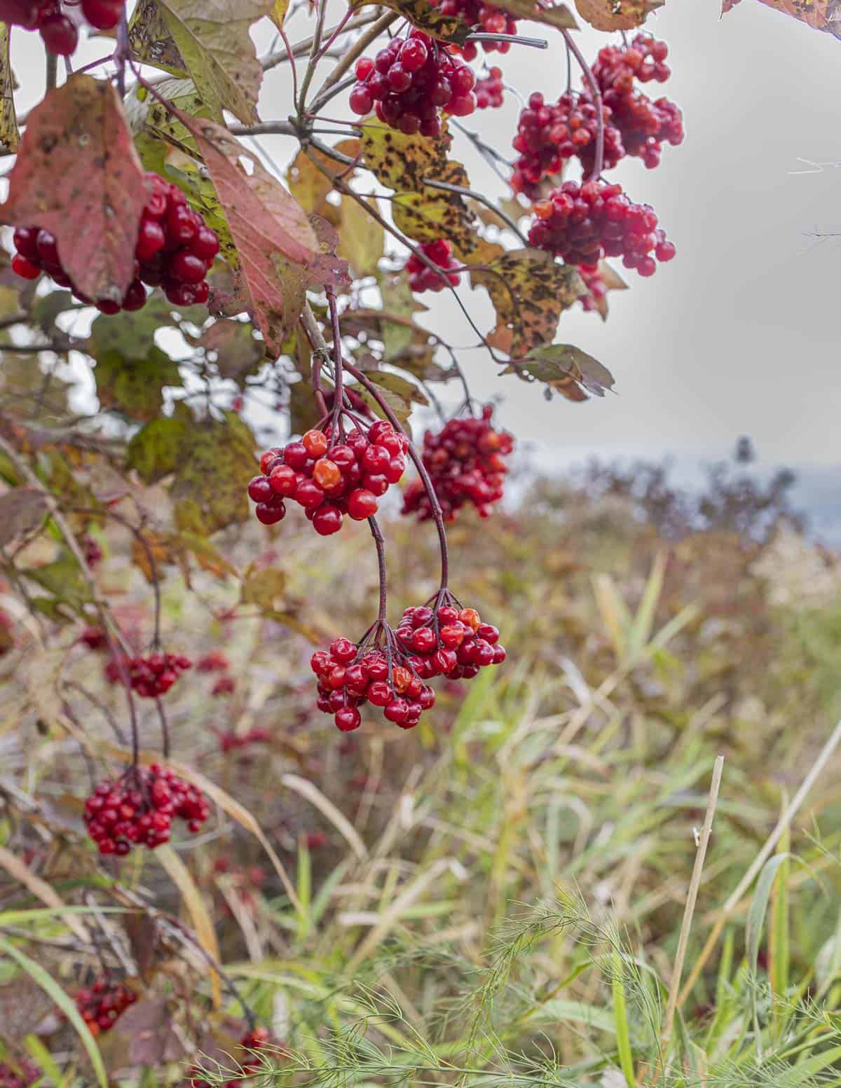Ripe highbush cranberries growing in a field in Wisconsin (Viburnum trilobum). 