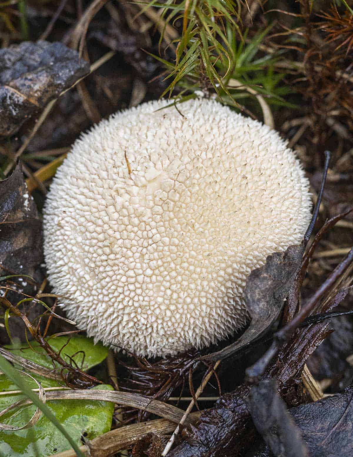 A small spiny puffball growing in the woods. 