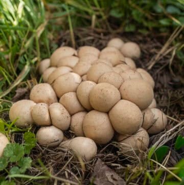 A large brown cluster of A. pyriforme growing on a pile of wood chips surrounded by creeping charlie.
