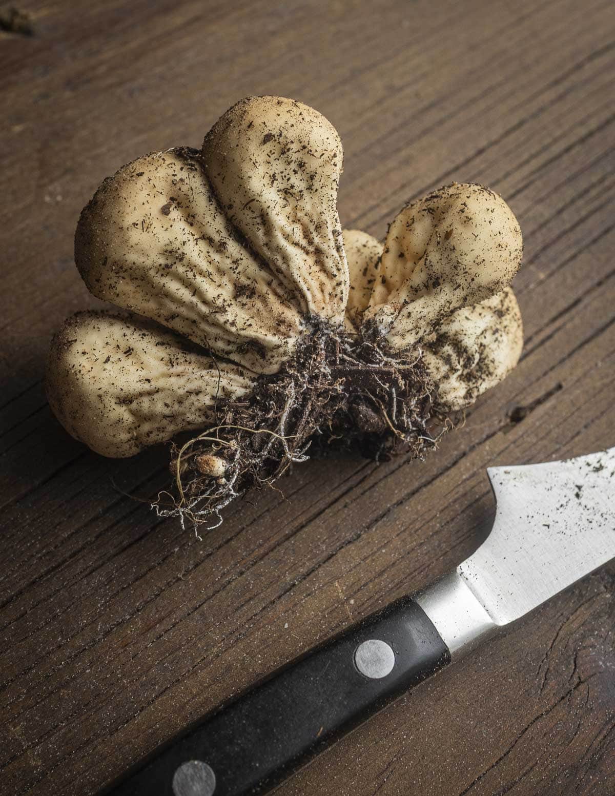 A clump of pear shaped puffball mushrooms with soil and substrate attached to the base showing white rhizomorphs extending from the base of the mushrooms on a cutting board next to a birds beak paring knife. 