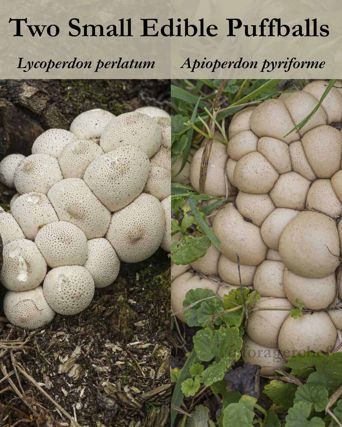 An infographic showing two small edible puffball mushrooms side by side: Lycoperdon perlatum, and Apioperdon pyriforme. 