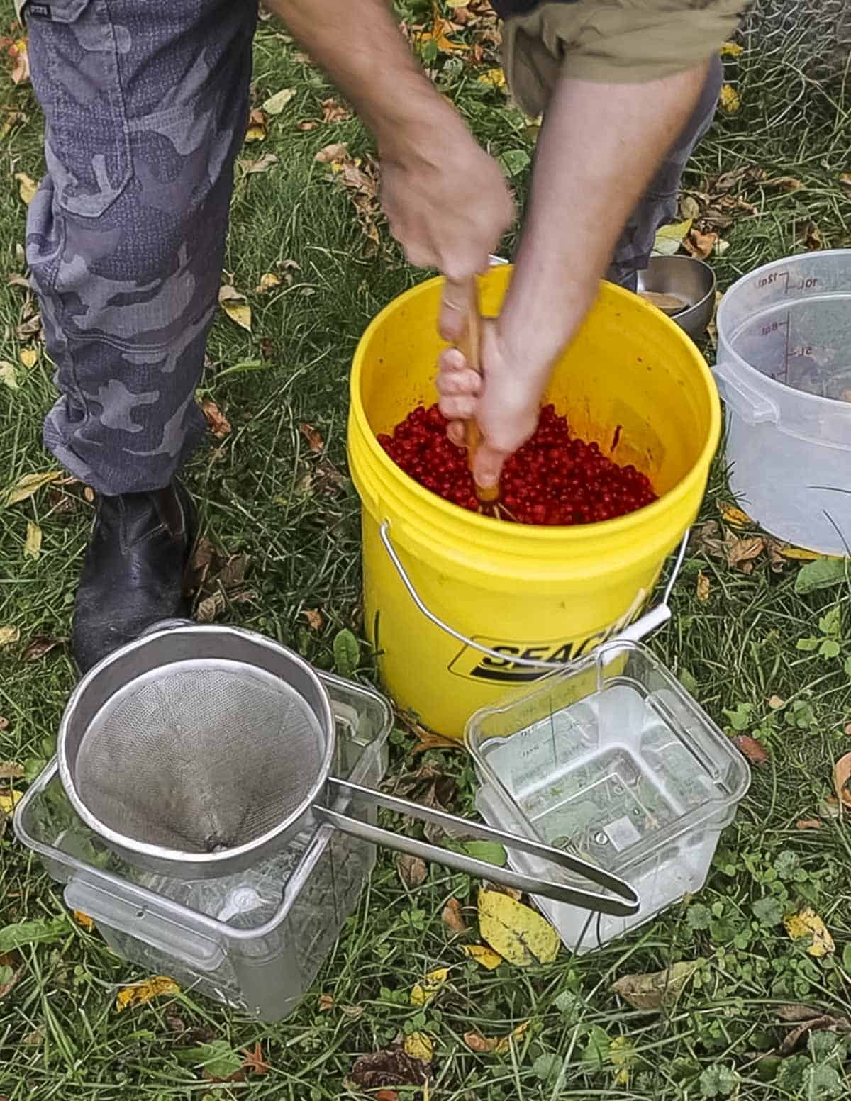 Mashing highbush cranberry fruit in a five gallon bucket. 