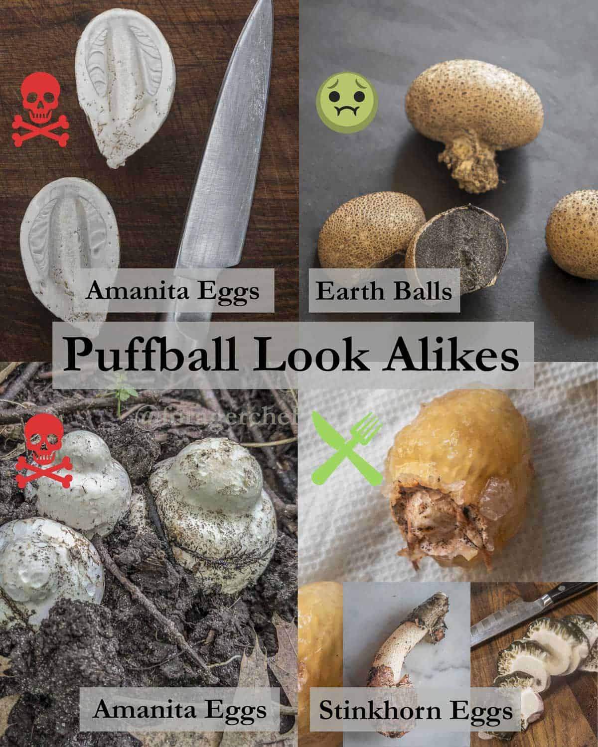 Puffball look alike infographic. 
