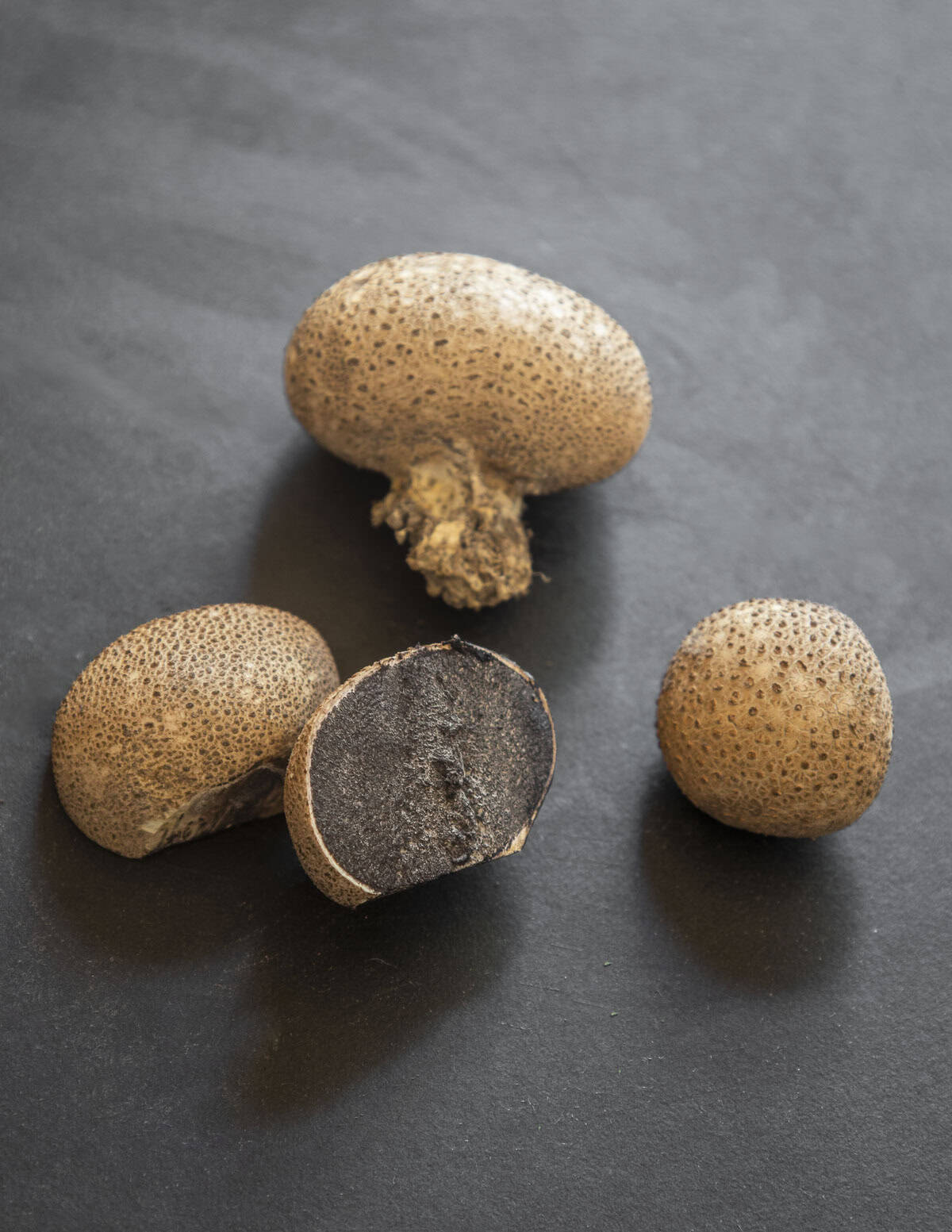 Young earth ball mushrooms or pig skin puffballs on a black background with one mushroom cut in half showing the black interior. 